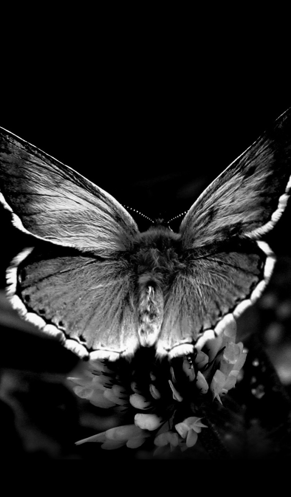 Черная бабочка на обоях