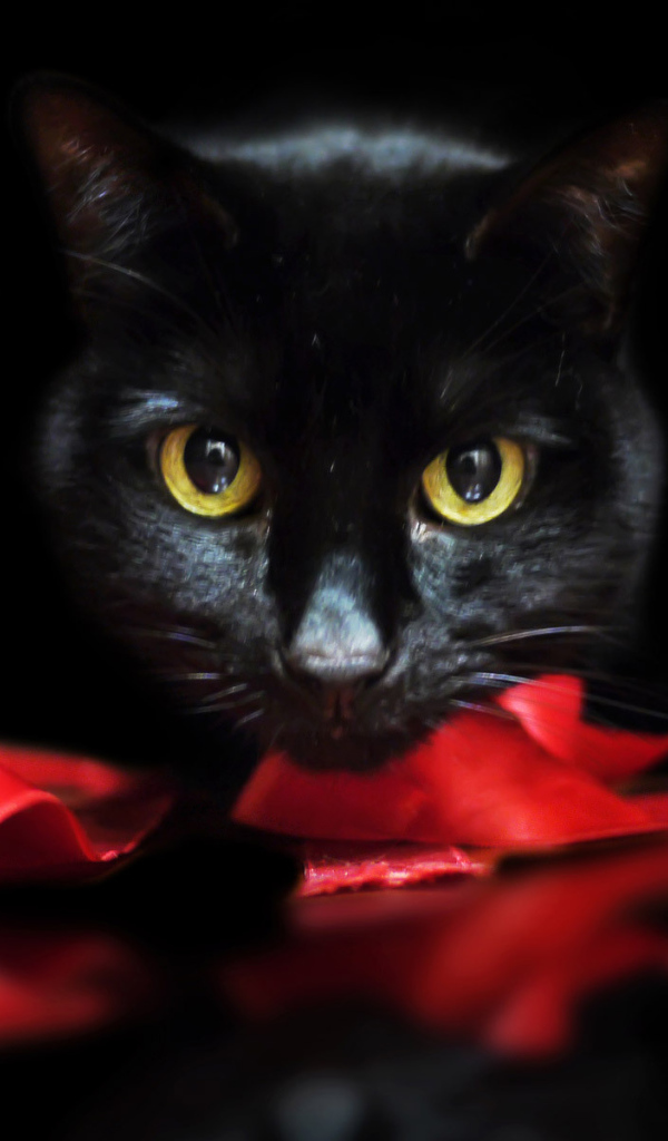 Черный кот с лентой на черном фоне