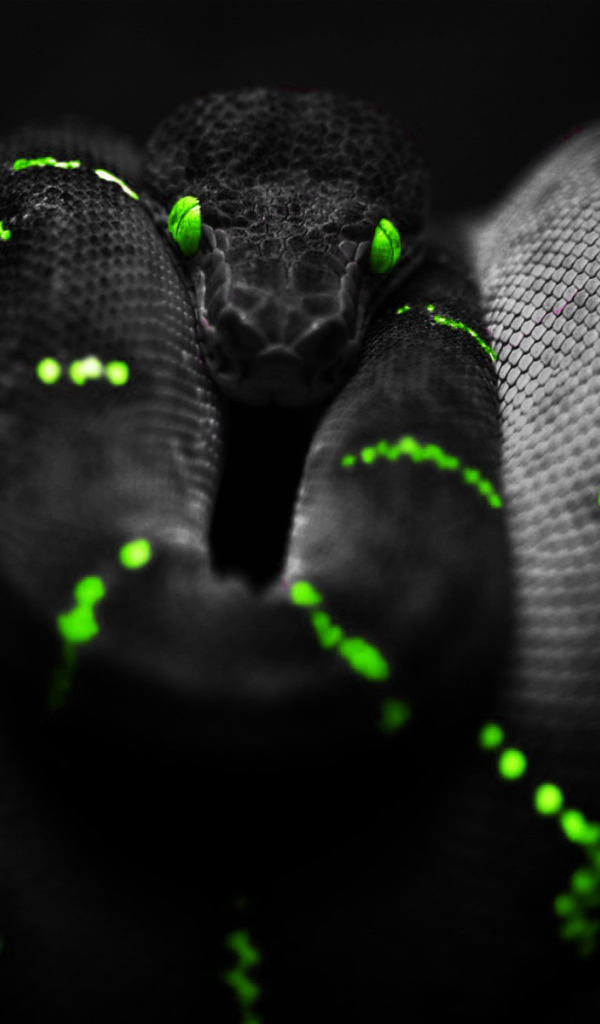 Черный питон на обоях