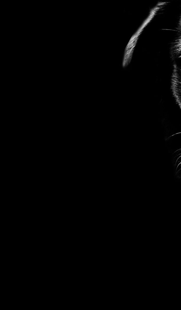 Черные обои с собакой