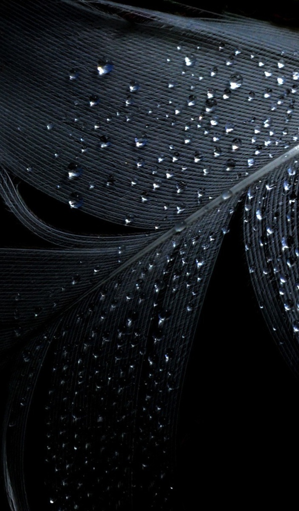 Черные обои и влажное перо