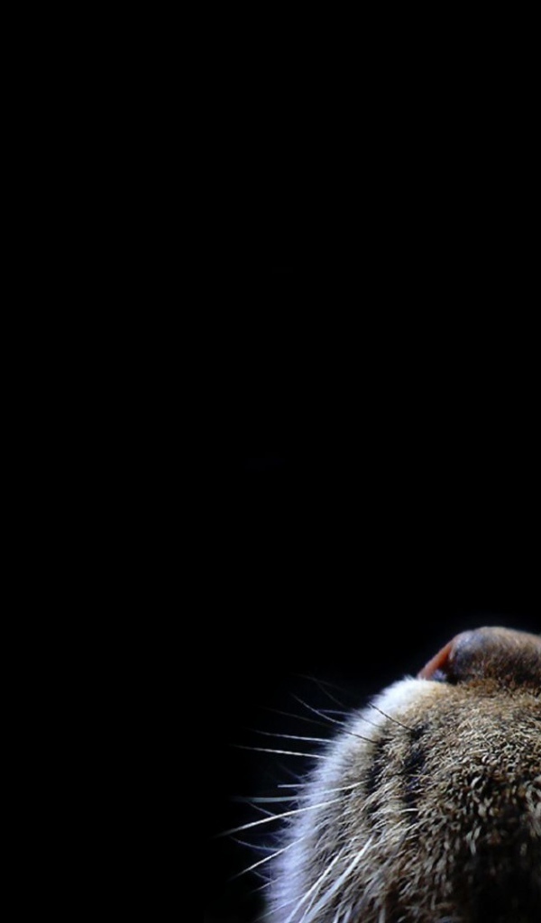 Кот смотрит вверх на черном фоне