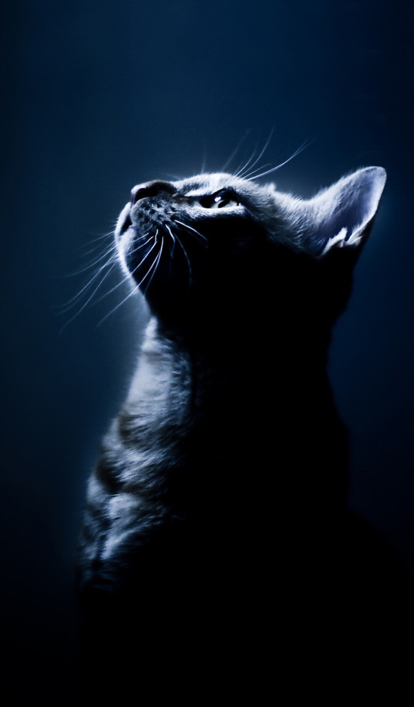 Кот на черном фоне