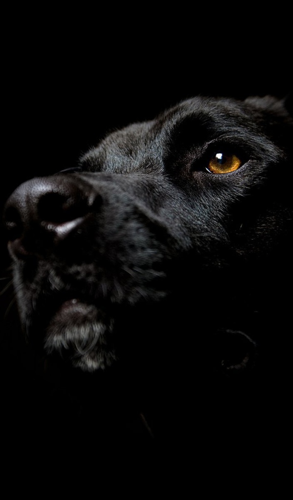 Собака на черных обоях