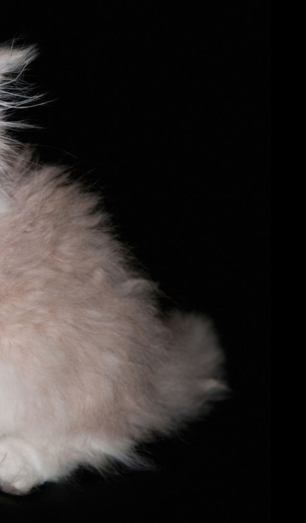 Пушистый котенок на черном фоне