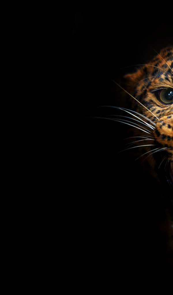 Леопард на черном фоне