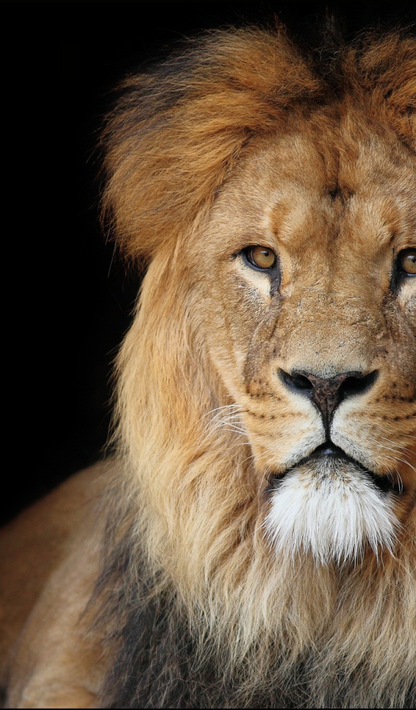 Лев на черном фоне