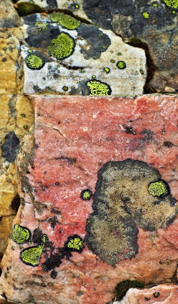 Плесень на камнях