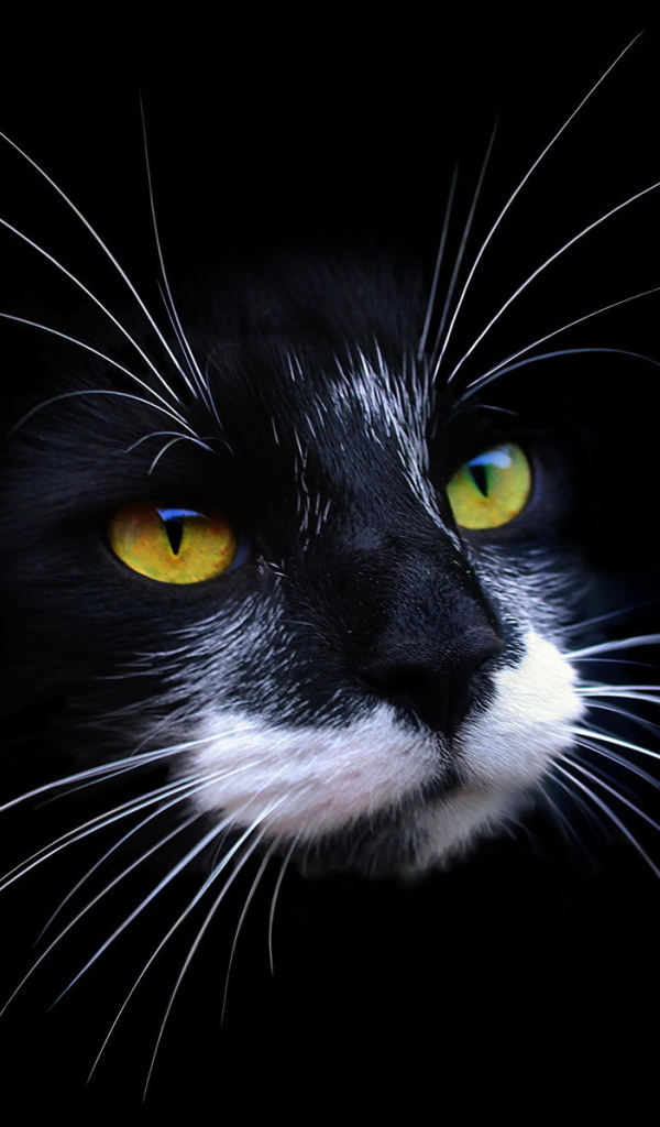 Морда кота на черном фоне