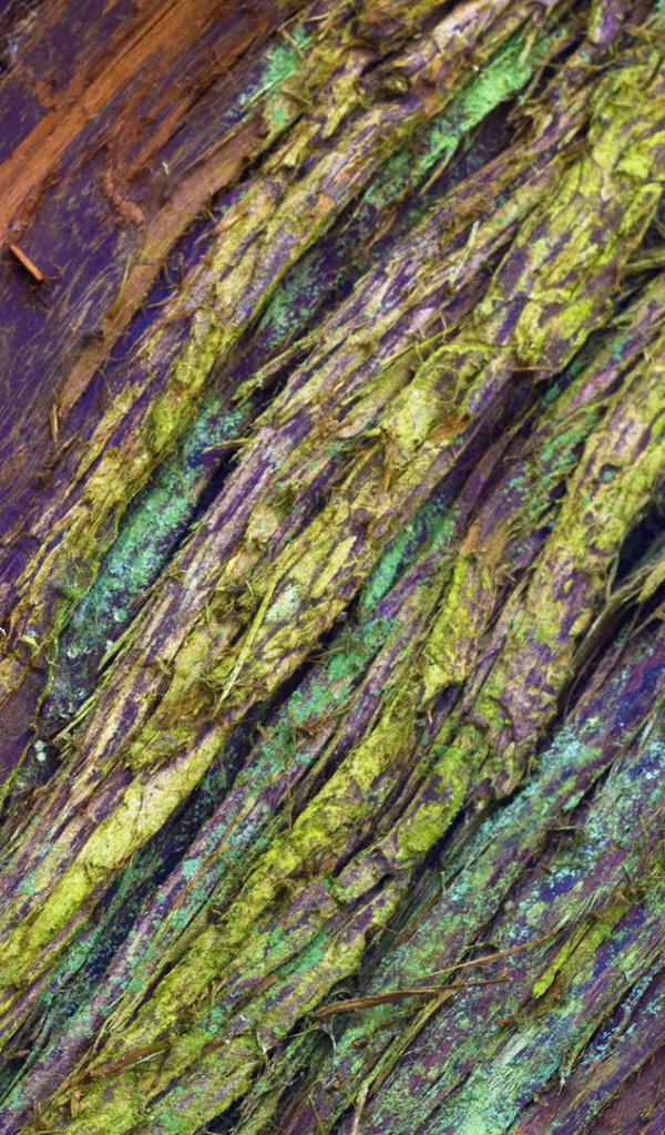 Крашеная кора