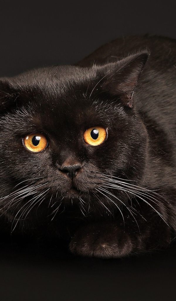 Испуганный кот на черном фоне