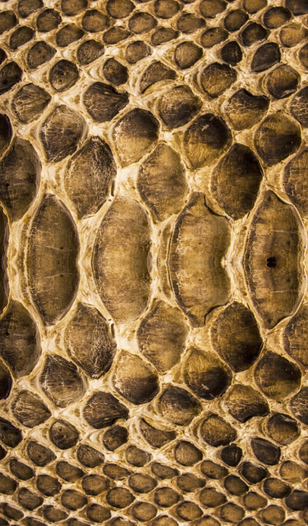 Змеиная кожа