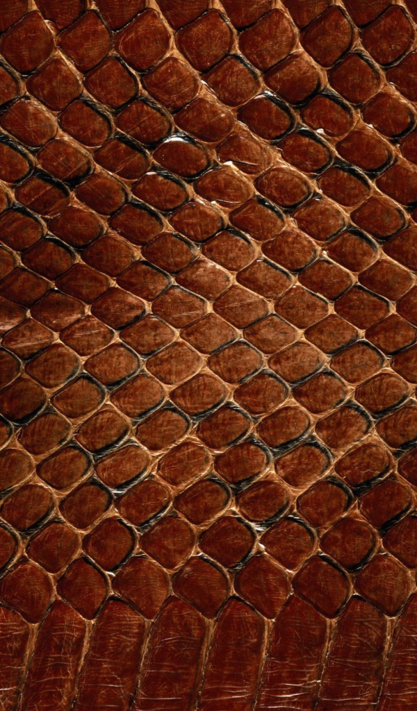 Змеинная кожа