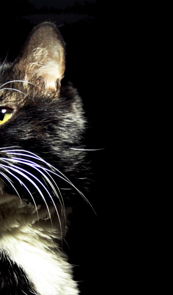 Пятнистый кот на черном фоне