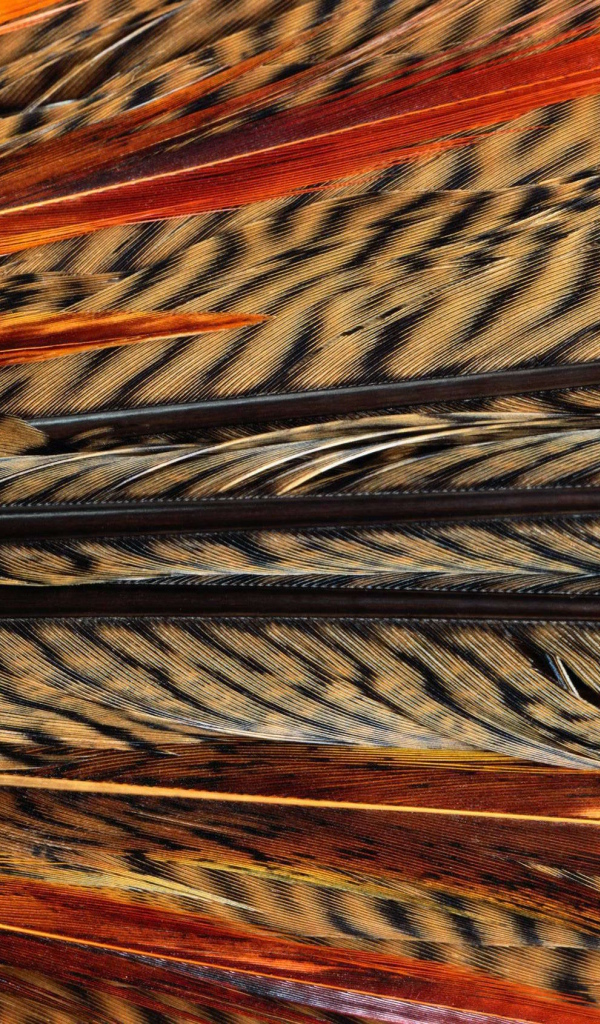 Перья Экзотической птицы