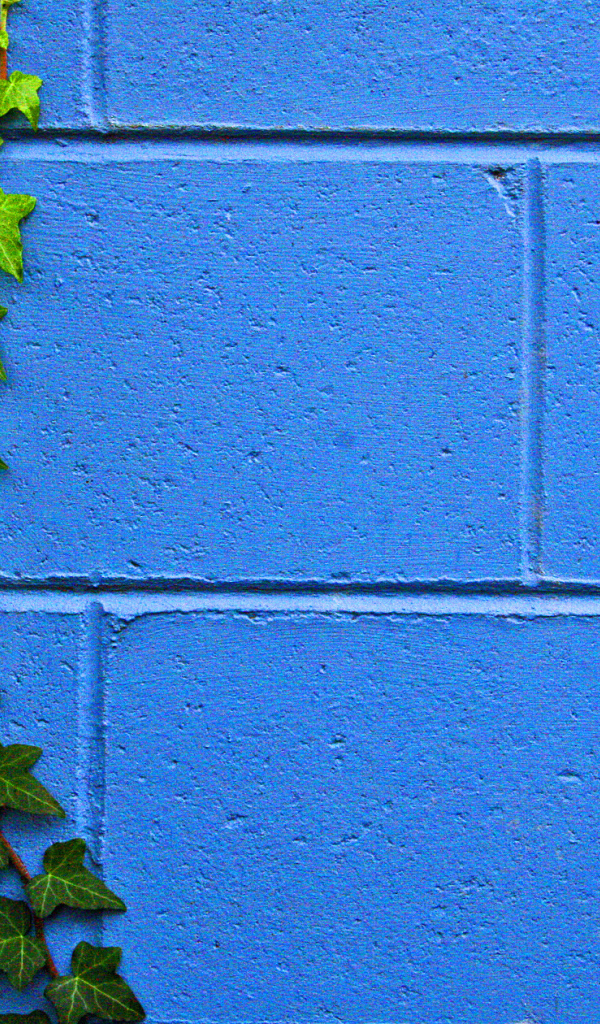 Растение на стене