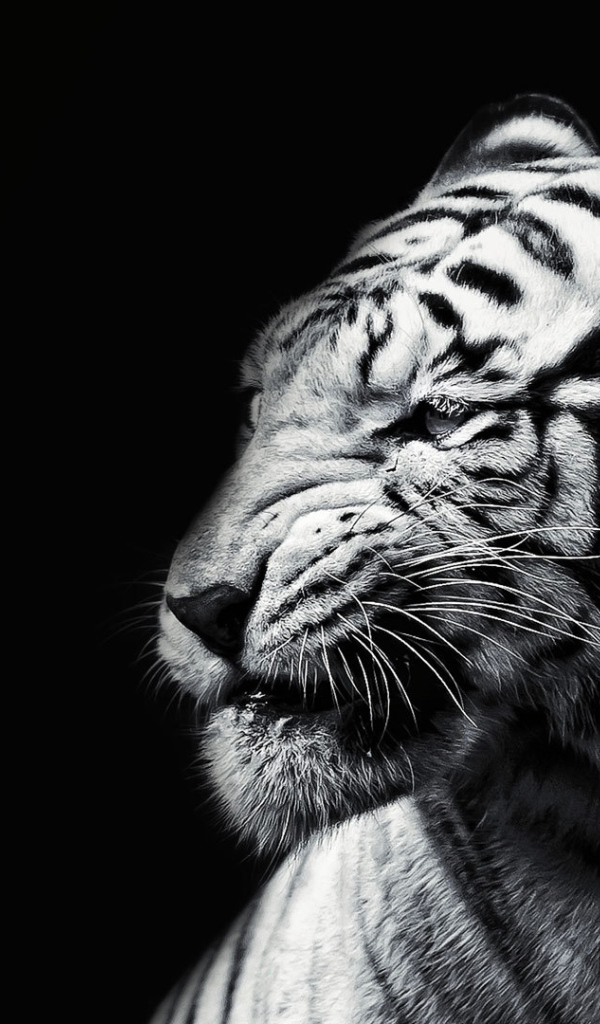 Белый тигр на черном фоне