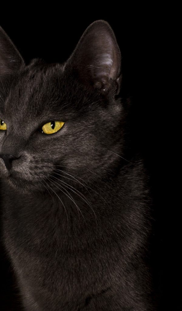 Желтоглазый черный кот на черном фоне