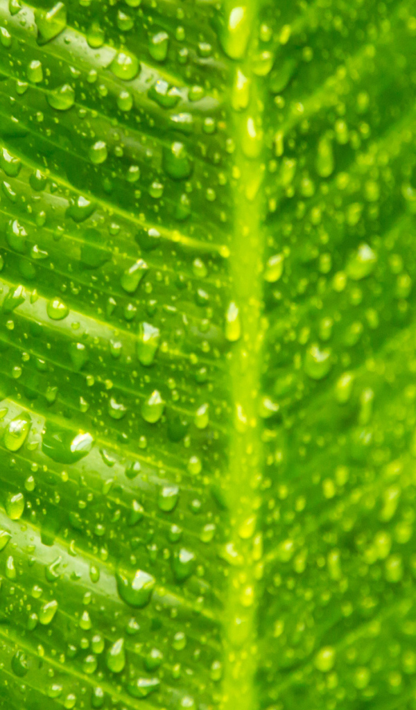 Лист с каплями