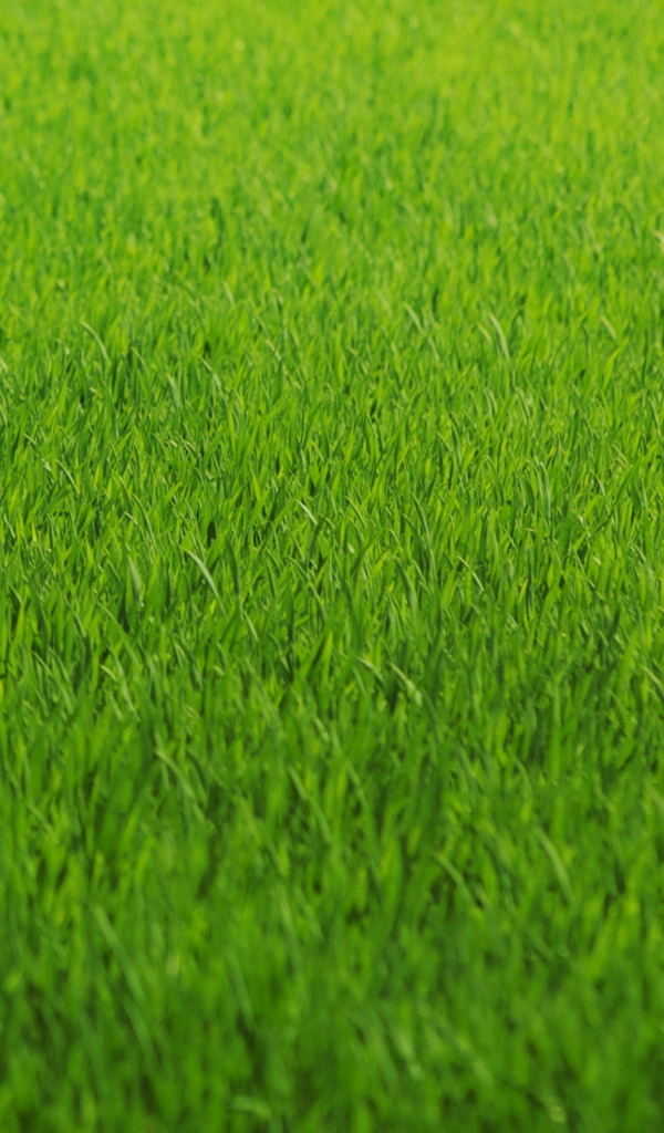 Зеленая трава