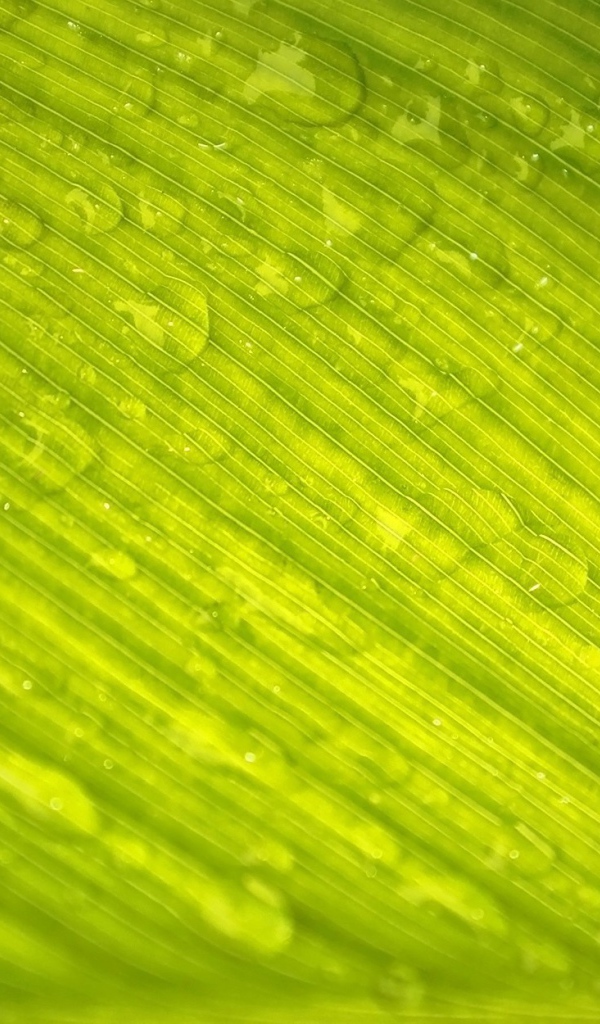 Зеленый лист с каплями