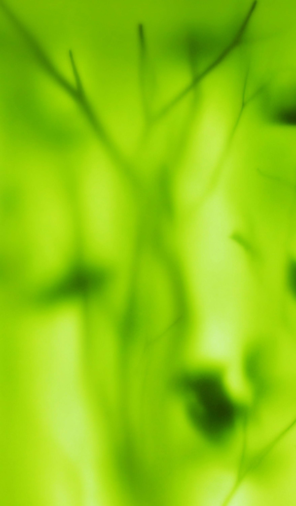 Растение за зеленым стеклом