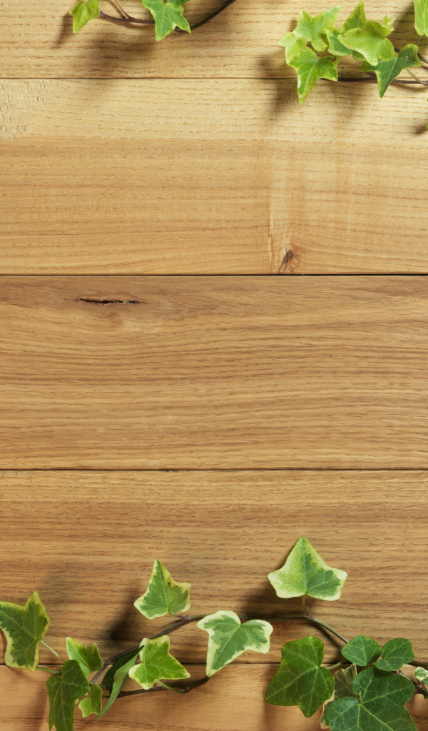 Плющ на деревянном полу