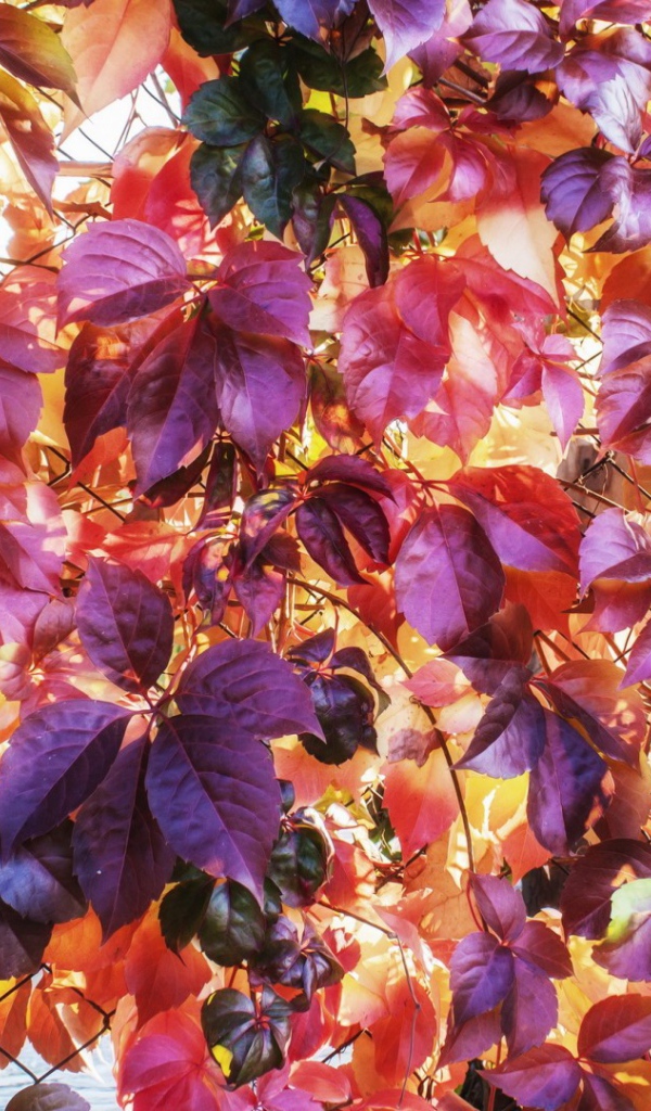 Разноцветные осенние листъя