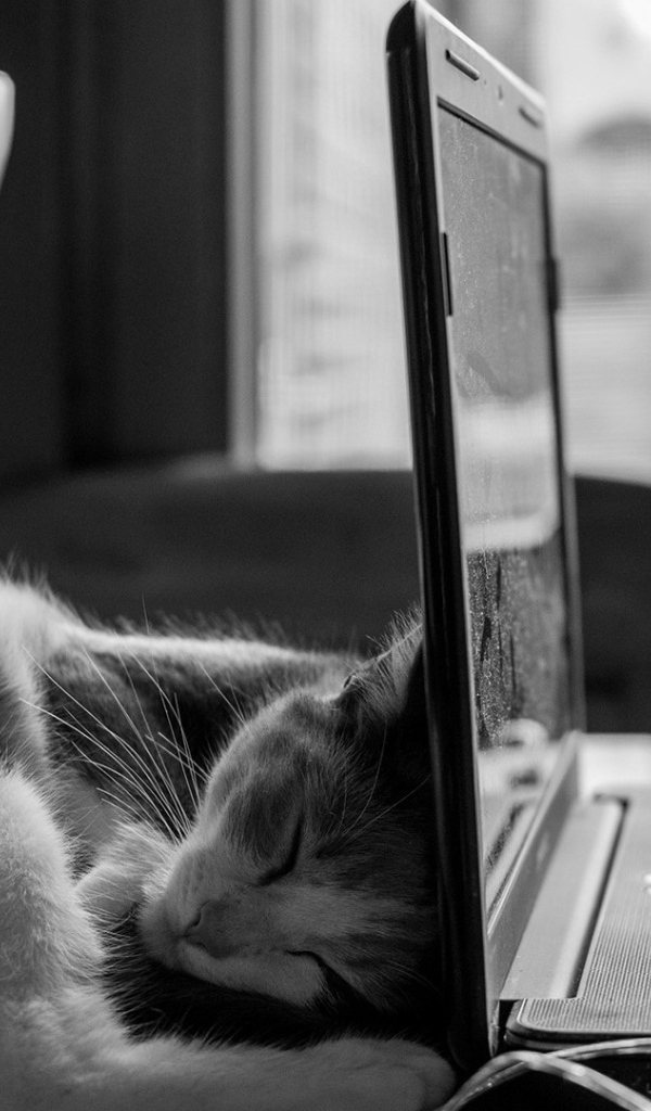 Кот спит у ноутбука HP