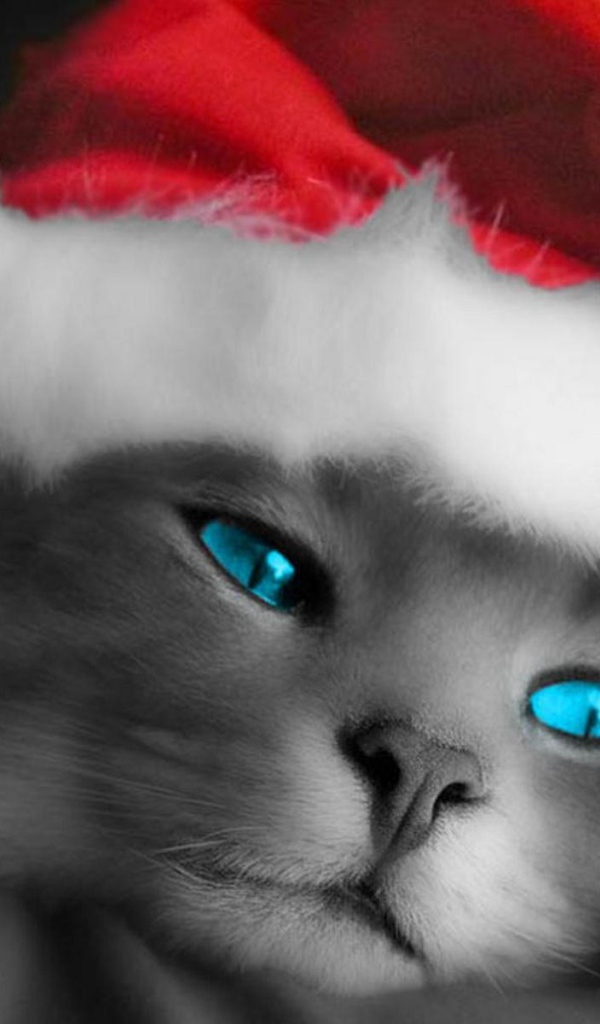 Рождественский кот