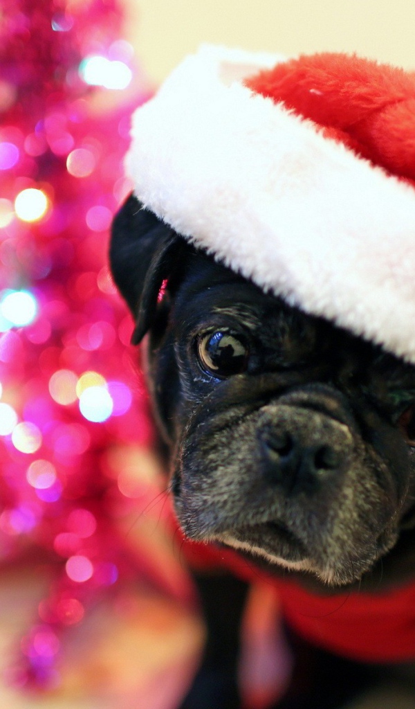 Рождественская собака