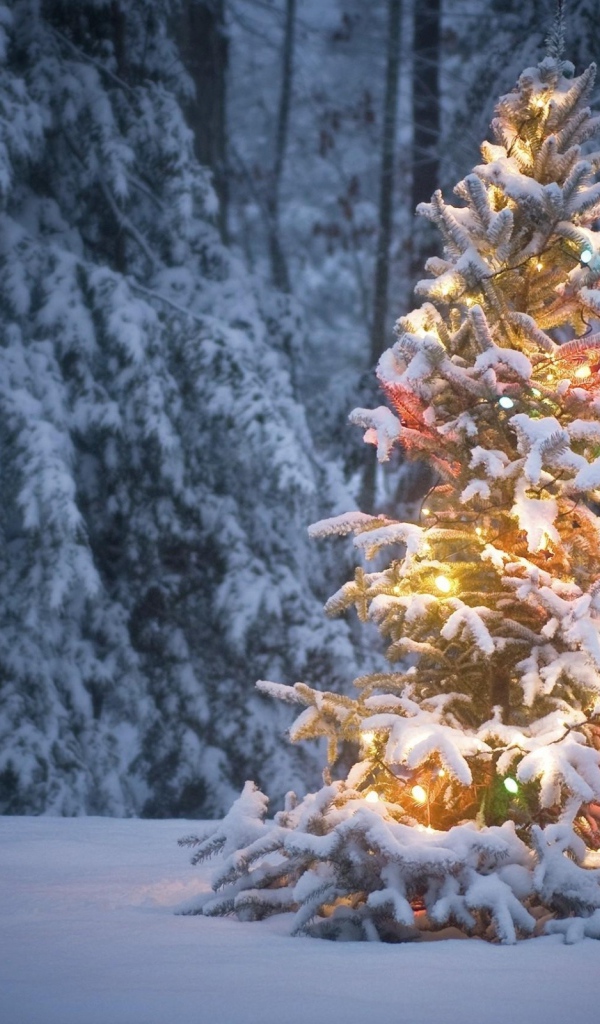 Светящеяся елка в лесу