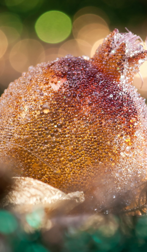 Гранат на Рождество