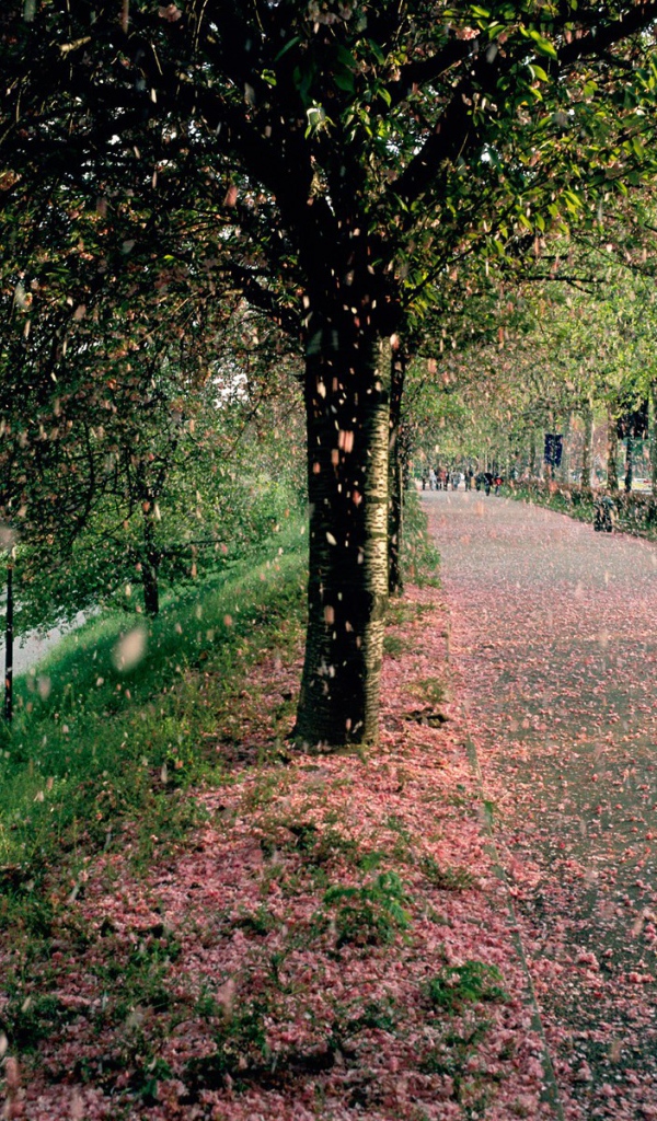 Тополиный пух