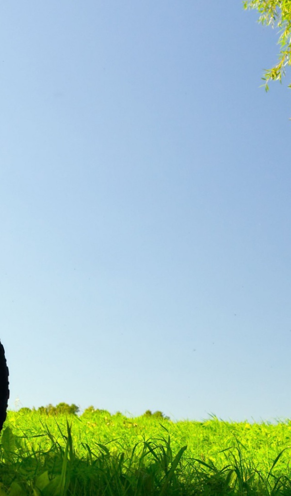 Велосипед в поле