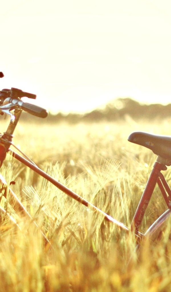 Велосипед в поле