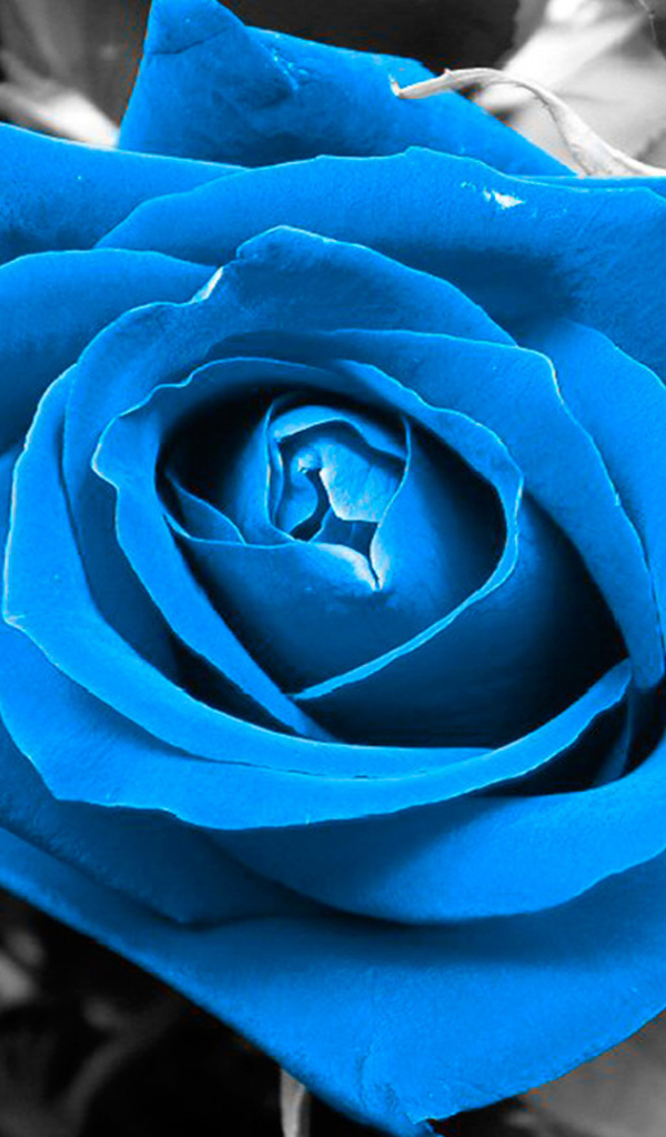 Синяя роза на чёрно-белом фоне