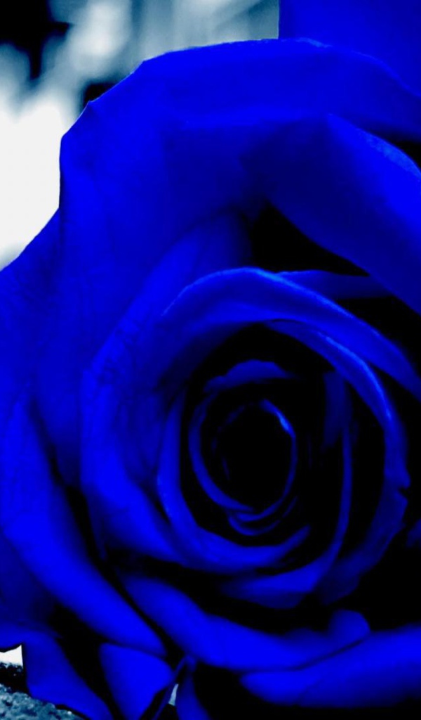 Синяя роза на асфальте
