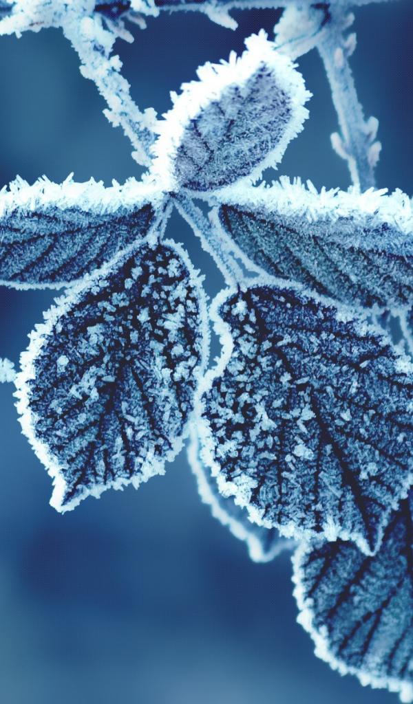 Холодные листья