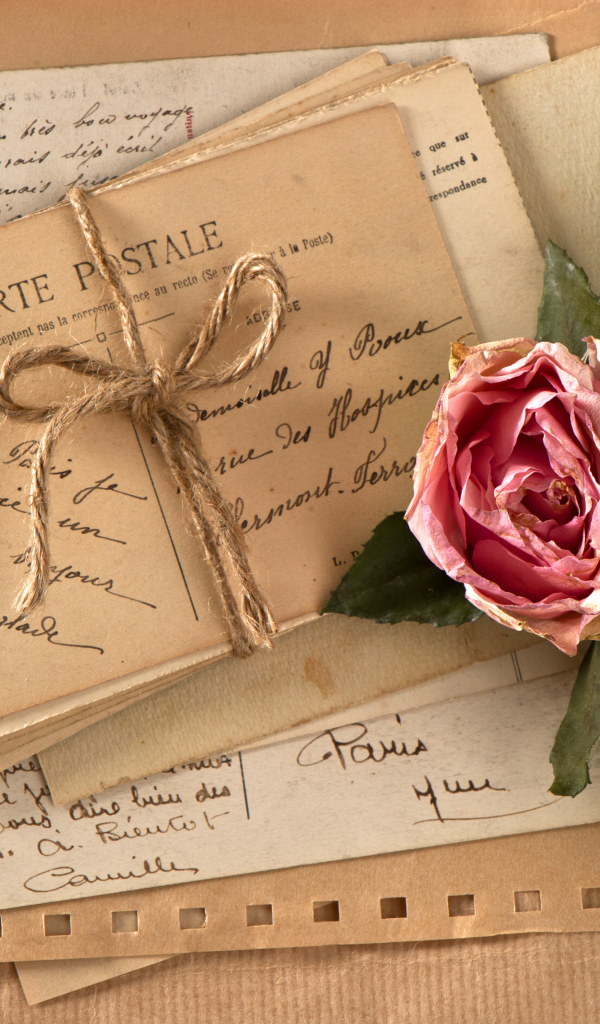 Засохшая роза на старой открытке