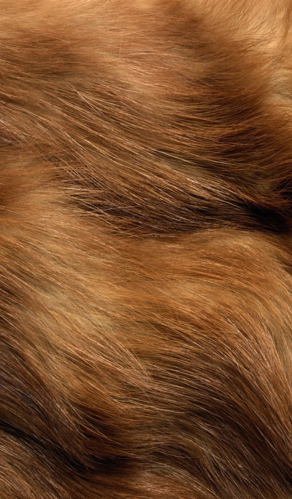 Мех животного