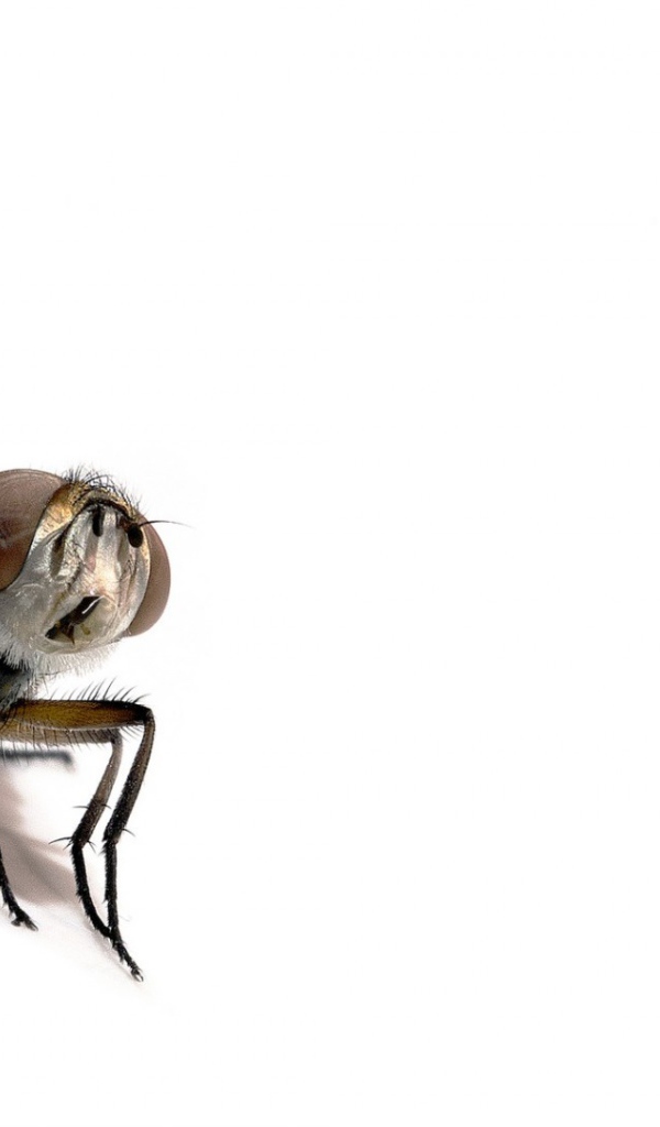 Насекомое на белом фоне