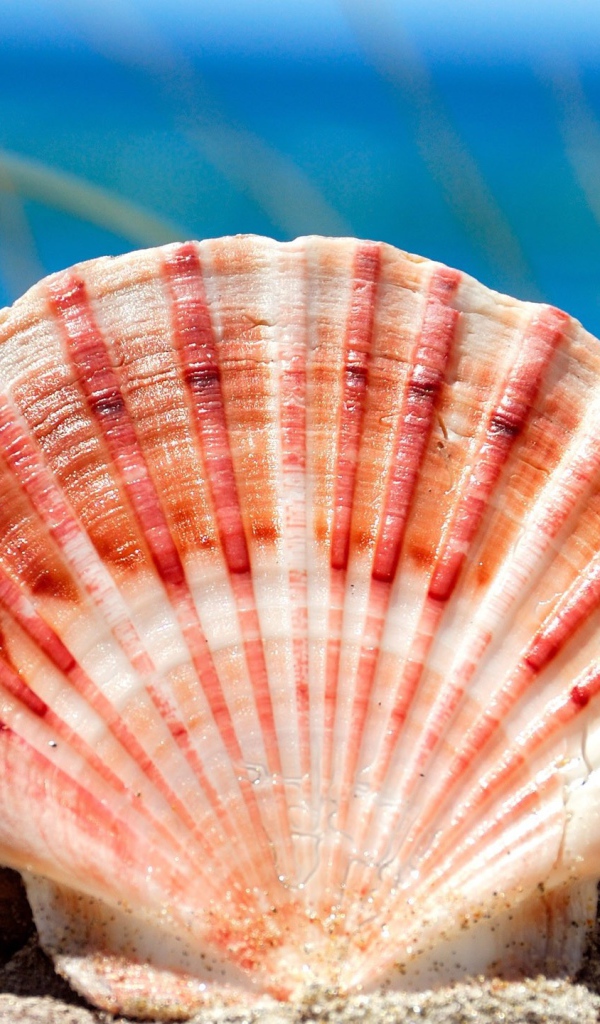 Морская ракушка