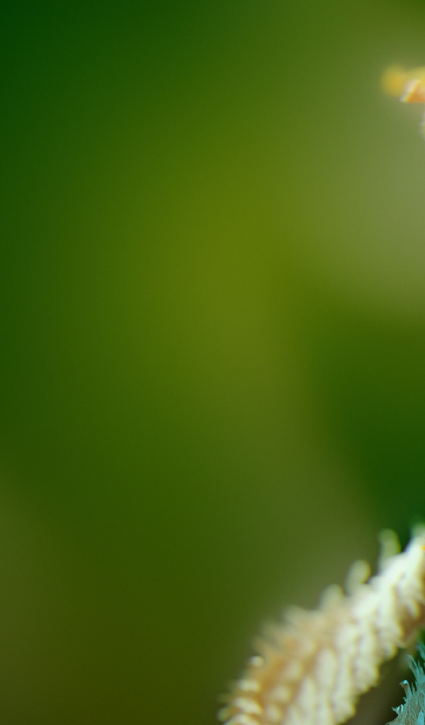 Микро объект 