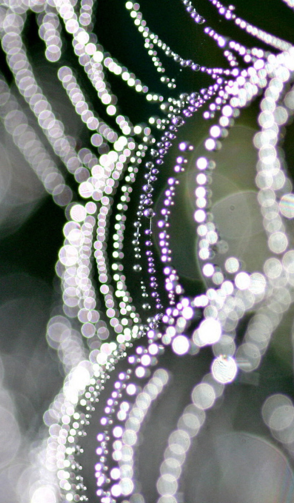 На паутине бусинки росы