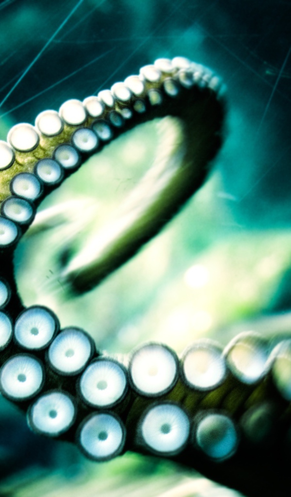 Отпустите кракена