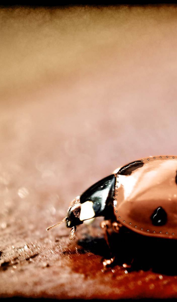 Железный жучок стимпанк