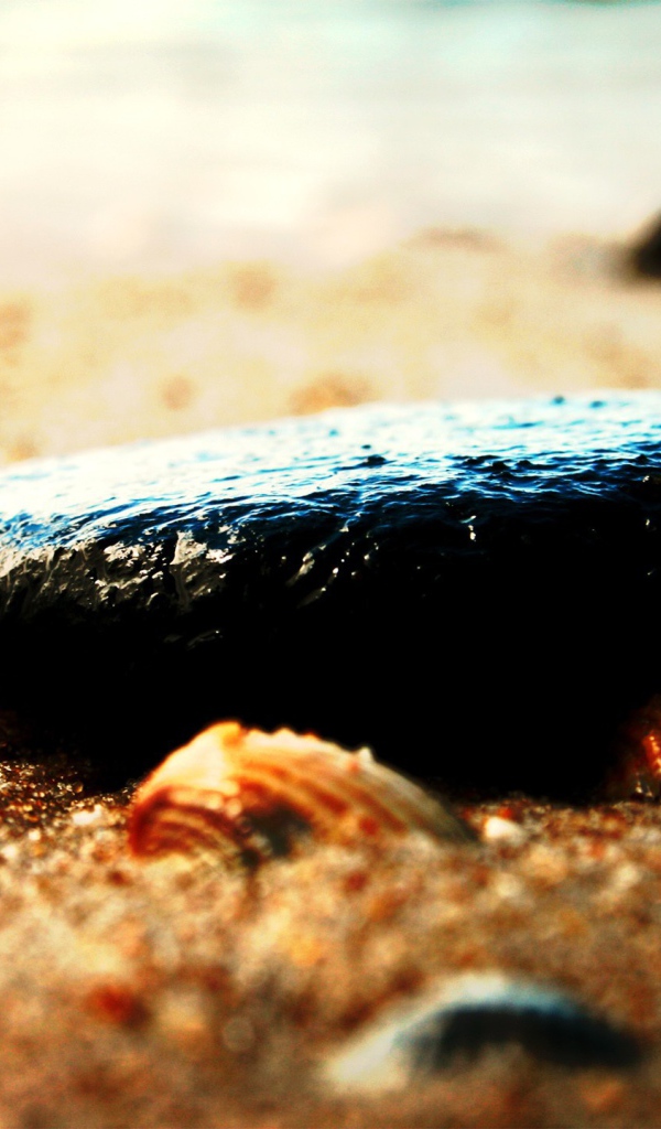 Камень и ракушки