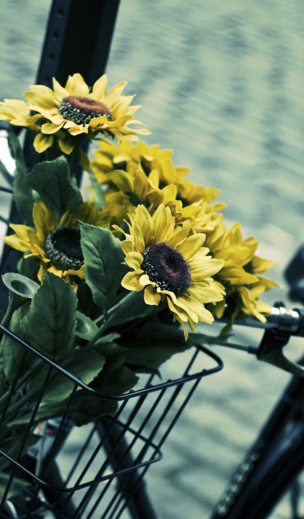 Sunflowers in bicycle basket