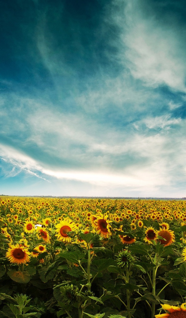 Пейзаж с подсолнухами